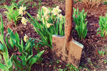 Wall Mural - Narcissos flowers and shovel, toned