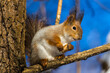 A squirrel sits on a tree and holds a seed in its paw