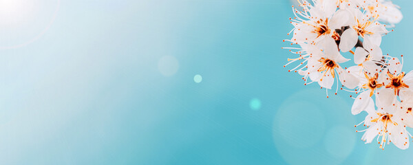 sakura flower, spring blossom and april floral nature on blue background. banner for 8 march, happy 