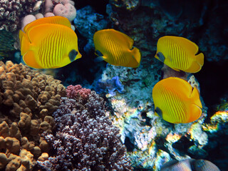 Wall Mural - Underwater world. Coral reef and fishes in Red sea at Egypt