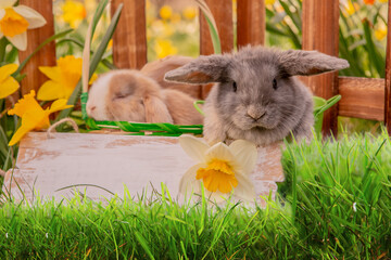 Wall Mural - Rabbits, beauty art design of cute little easter bunny in the meadow.Spring flowers and green Grass. Sunbeams.