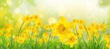 Yellow Daffodils In Spring Background On Bokeh Blurred Green,fresh Landscape.