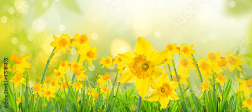 Obraz Dibond Yellow daffodils in spring background on bokeh blurred green,fresh landscape.