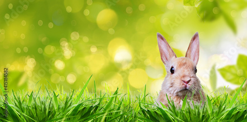 Obraz Dibond Little rabbit in spring with high easter grass on meadow with long rabbit ears.