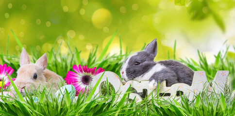 Wall Mural - Group of 3 rabbits on the meadow with eggs in the fresh easter grass and spring background on greeting card.