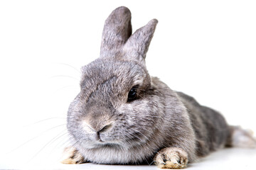 Wall Mural - Easter bunny with gray fur and floppy ears, dwarf ram, dwarf rabbit against isolated background in studio.