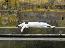 White Cat With Black Spots Lying On A Staircase And Sleeping