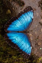 Beautiful Close Up View Of The Electric Blue Morpho Butterfly In Costa Rica