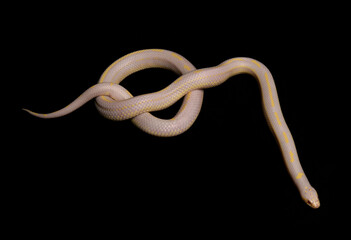 Wall Mural - Albino striped common kingsnake