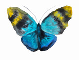Fototapeta Motyle - The yellow and blue watercolor butterfly for wedding invitation card or postcard, for print on fabric or dishes.