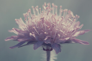 Wall Mural - Macro of a pink cornflower isolated on green.