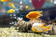 Goldfish in the aquarium. Air bubbles in the background.