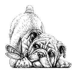 Wall Mural - bulldog. wall sticker. graphic, black-and-white, sketch portrait of a bulldog puppy with a butterfly