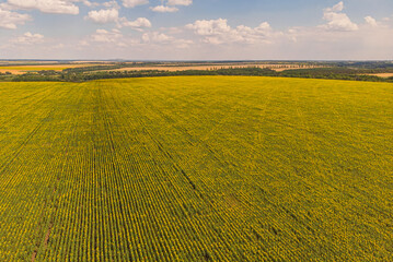 Wall Mural - Idyllic yellow sunflower field in sunlight. Location place of Ukraine, Europe. Photo of ecology concept. Perfect natural wallpaper.