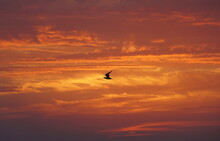 A Bird Flying Through The Red Sky During Sunset Near Madeira Beach, Florida, U.S.A