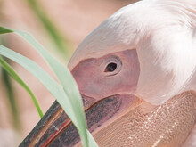 Close Up Of A Pink Pelican