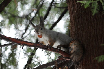 squirrel on a branch with a nut