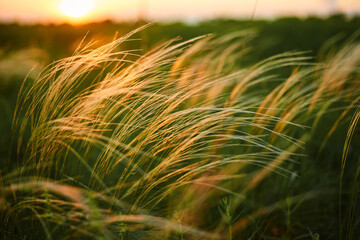 Feather Grass or Needle Grass, Nassella tenuissima, forms already at the slightest breath of wind