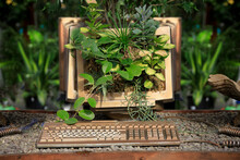 Plants Overgrowing An Old Computer