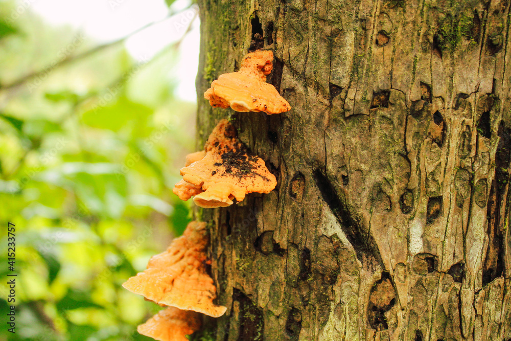 hongos-en-tronco-de-rbol-stock-photo-adobe-stock
