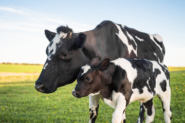 Cow and calf in the meadow. Reproduction and breeding of animals.