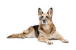 Portrait of an old adult dog, she is lying. The background is isolated. German Shepherd breed.