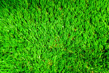 lawn sunlit background blurred green