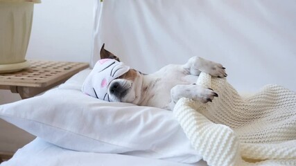 Wall Mural - 4k. Small cute chihuahua dog in eye mask sleeping and lying in white bed. 