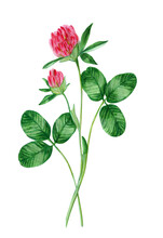 Watercolor Drawing Green Clover With Pink Flowers And Green Leaves Isolated On White Background