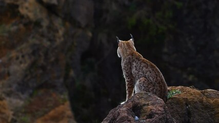 Wall Mural - LINCE BOREAL,  Eurasian lynx, (Lynx lynx)