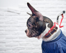 Boston Terrier Dog Close-up Portrait On White Brick Background