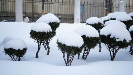 Wall Mural - snow covered tree in winter