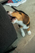 młody Beagle gryzący fotel