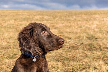 Retriever puppy head. Brown flat coated retriever puppy. Dog's eyes. Hunting dog in the meadow.