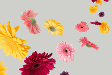 Flying Colorful Spring Flovers  Against Bright Gray Background. Creative Natural Concept. Minimal Composition.