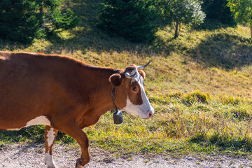 Wall Mural - cow on the farm