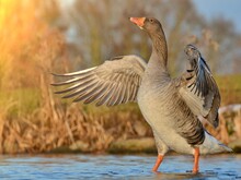 Greylag Goose (anser Anser)