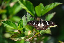 Black, White Butterfly Sitting On The Leaves