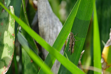 Grass hopper resting on a leaf in nature