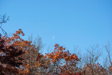 Landscape With Autumn Trees And Moon