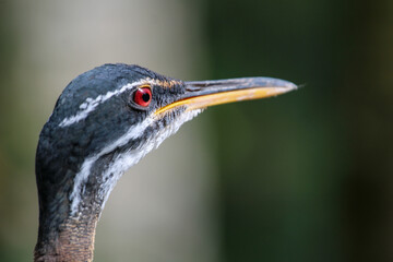 Wall Mural - Sunbittern portrait 