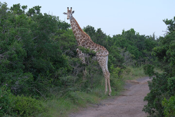 Beautiful African Giraffe portraits on safari on a hot summer's day in South Africa