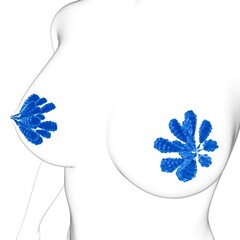 Wall Mural - Mammary Glands Anatomy For Medical Concept 3D