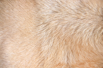 brown dog fur texture animal line patterns background