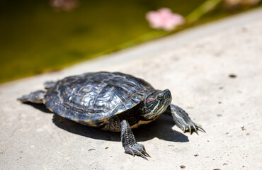 Wall Mural - Close up portrait of a turtle. Animal