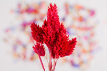 Red Spikelet Flower On A Colorful Background