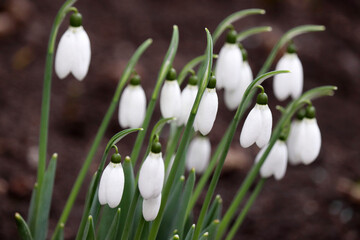  Snowdrops blooming in the forest. First spring flowers close up