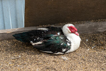Portrait Of A Muscovy Duck (cairina Moschata) Siting On A Ground.