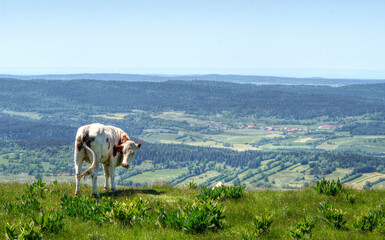 Wall Mural - Vache montbéliarde sur le mont d'Or à Longevilles-Mont-d'Or, Doubs, France