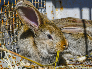 Wall Mural - rabbit in the garden